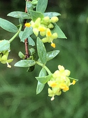 Pimelea pauciflora