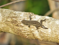 Lygodactylus capensis