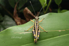 Traulia azureipennis
