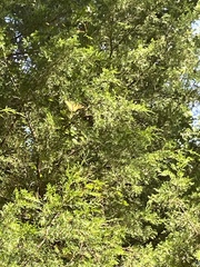 Juniperus virginiana virginiana