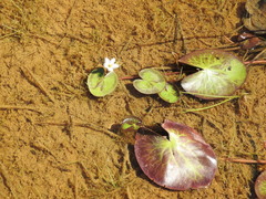 Nymphoides indica