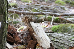 Troglodytes hiemalis