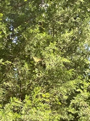 Juniperus virginiana virginiana