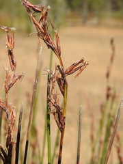 Schoenus brevifolius