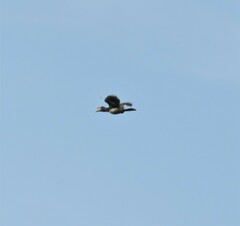 Bycanistes bucinator