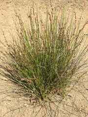 Schoenus brevifolius