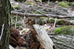 Troglodytes hiemalis