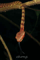 Boiga guangxiensis