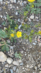 Potentilla gracilis