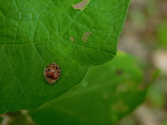 Henosepilachna vigintioctopunctata