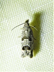 Pelochrista consobrinana