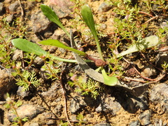 Sphaeromorphaea australis