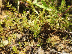 Myriophyllum gracile