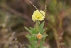 Oenothera laciniata