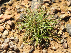 Eleocharis minuta