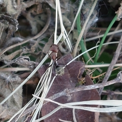 Camponotus rufoglaucus