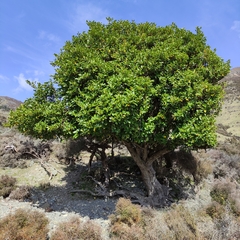 Griselinia littoralis