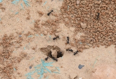 Messor aciculatus