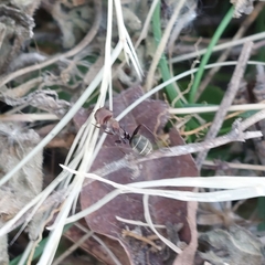 Camponotus rufoglaucus