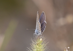 Plebejus argyrognomon