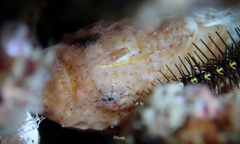 Antennatus tuberosus