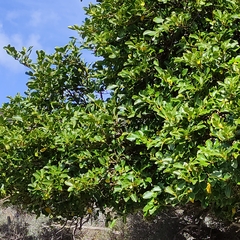 Griselinia littoralis