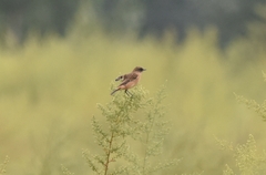 Saxicola stejnegeri