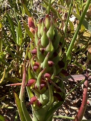 Disa bracteata