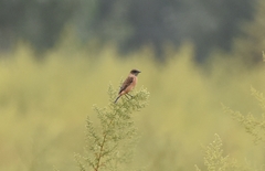 Saxicola stejnegeri