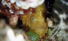 Antennatus tuberosus