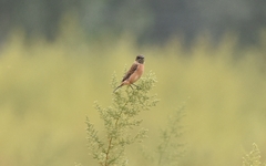 Saxicola stejnegeri