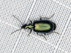 Lebia viridis