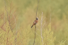 Saxicola stejnegeri