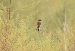 Saxicola stejnegeri
