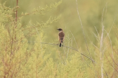 Saxicola stejnegeri