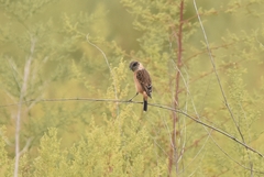 Saxicola stejnegeri