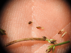 Eleocharis minuta
