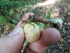 Pseudoboletus parasiticus