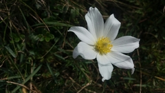 Pulsatilla alpina