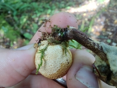 Pseudoboletus parasiticus