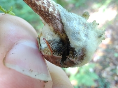 Pseudoboletus parasiticus