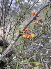 Dillwynia sericea