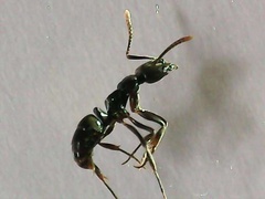 Brachyponera