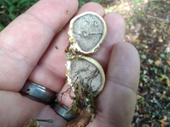 Pseudoboletus parasiticus