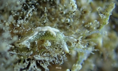 Thuridilla carlsoni