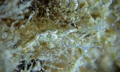 Thuridilla carlsoni