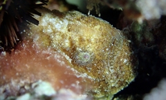 Antennatus tuberosus