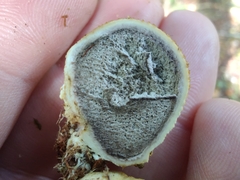 Pseudoboletus parasiticus