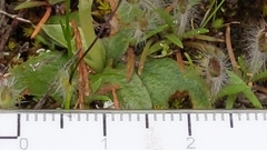 Pterostylis