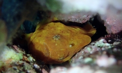 Antennatus tuberosus